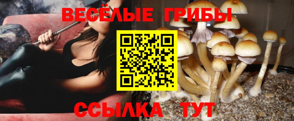 Галлюциногенные грибы Psilocybine cubensis Аша